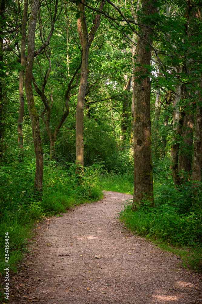 Fototapeta premium Beautiful landscape image of footpath winding through vibrant green forest in Summer
