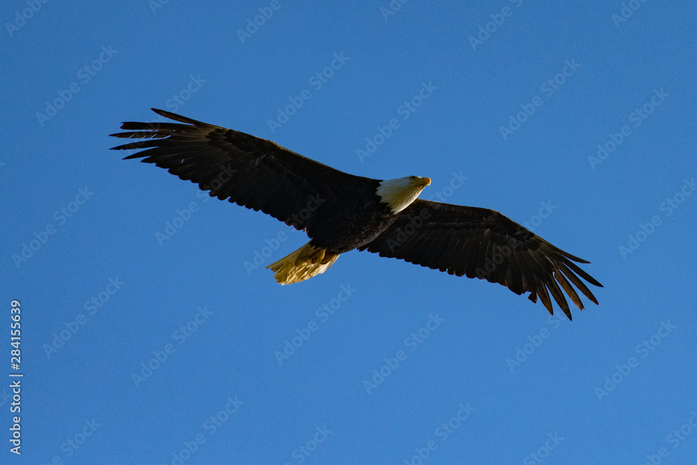 bald eagle in flight bald eagle in flight