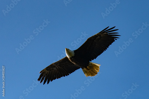 bald headed eagle in flight