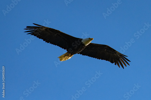 bald eagle in flight