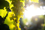 bunches of grapes on a vine in the sunlight