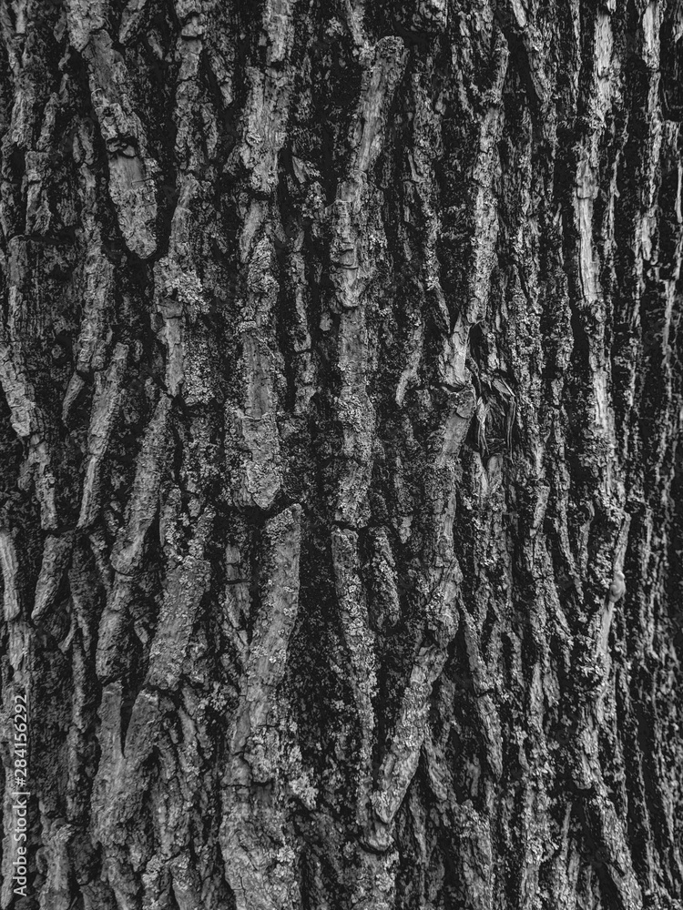 Atmospheric texture of natural wood bark Atmospheric texture of natural wood bark