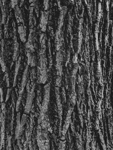 Atmospheric texture of natural wood bark © Denis Darcraft