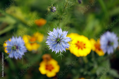 Blume Jungfer im Grünen Blume (Nigella damascena) und Studentenblume Tagetes als top View Detail.