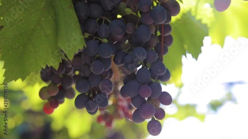 bunches of white grapes on a vine in the sunlight Vineyard harvest season Video HD