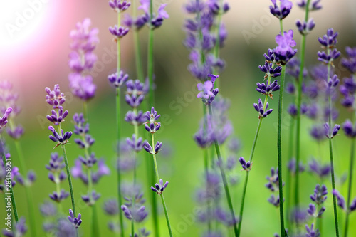 Blaue Lavendel in voller Blüte im Sommer als Close up vor Sonnlicht Silhouette
