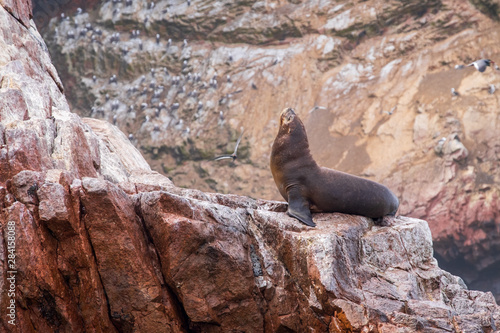 Sea lion resting on rocks in Ballestas Island Paracas Peru