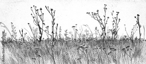 pencil drawing illustration...