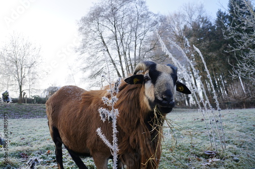 Kamerunschaf im Frost
