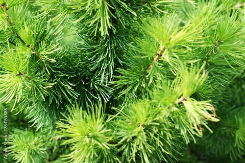Fresh green pine branches in the sunny forest on the background