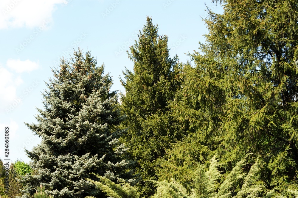 Branches of firs and pine against the sky and clouds Branches of firs and pine against the sky and clouds