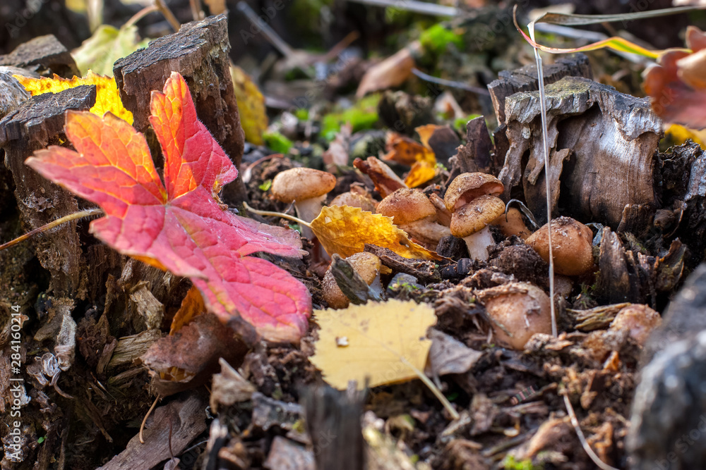 Autumn red maple leaf lies in the grass and leaves next to a stump and a bunch of mushrooms. Selective focus. The background is blurry. Autumn red maple leaf lies in the grass and leaves next to a stump and a bunch of mushrooms. Selective focus. The background is blurry.