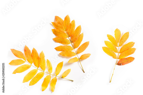 Bright yellow rowan leaves on a white isolated background.