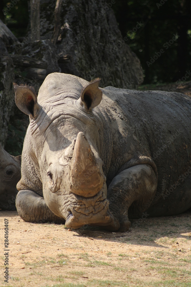 Naklejka premium Rhino