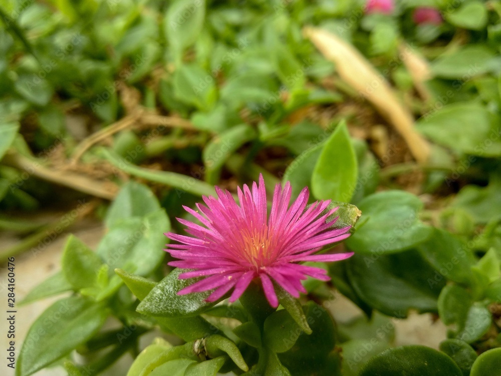 pink flower in garden pink flower in garden