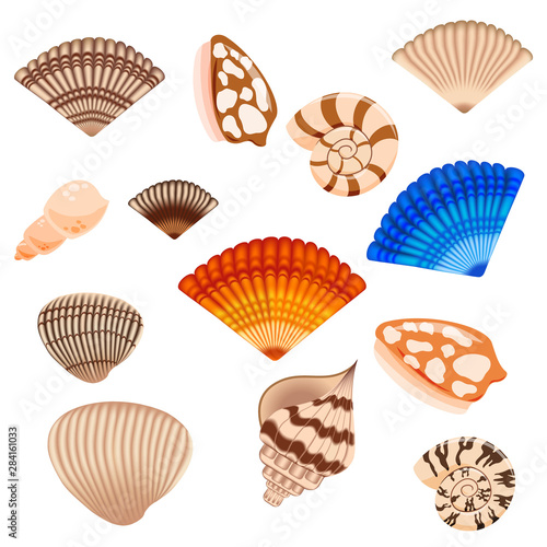 Shells on white background
