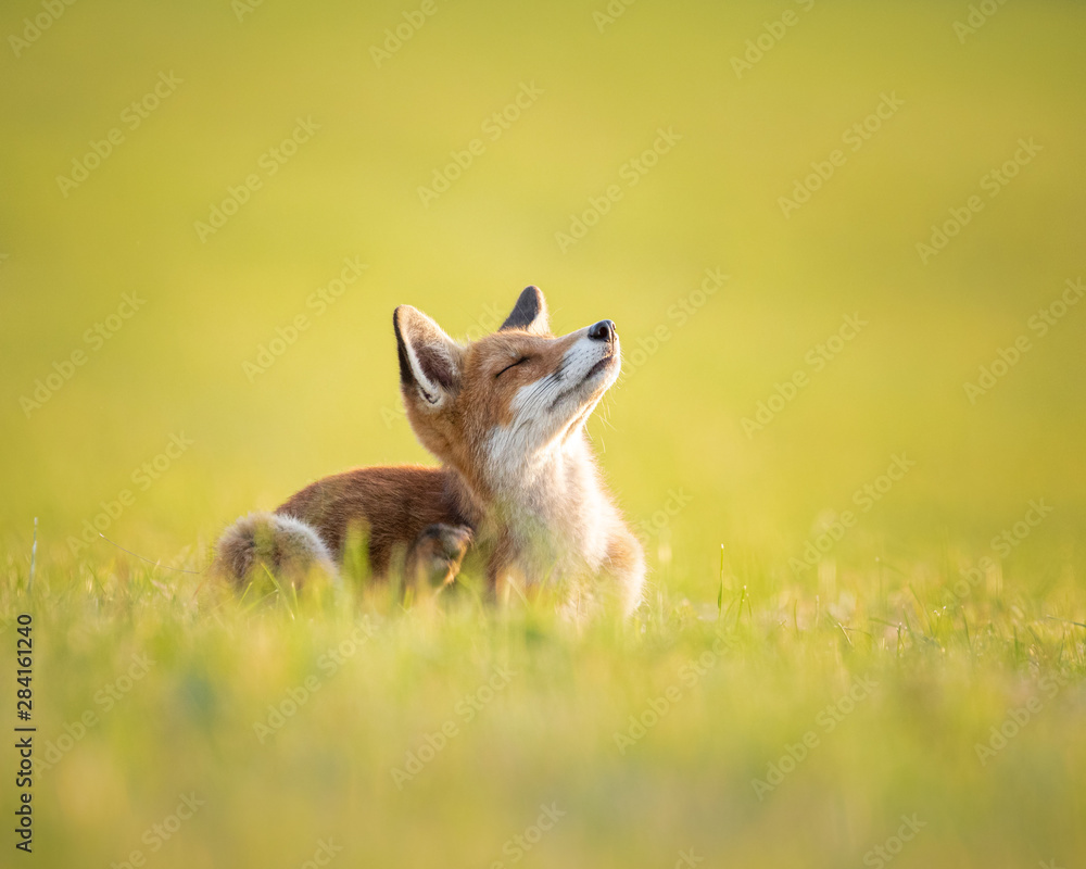 Fototapeta premium Fox sitting in the Setting Sun