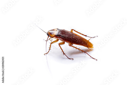 The side view cockroach thailand isolated on white background, copy space.