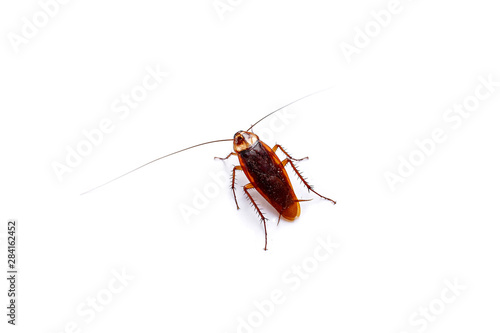 The top view cockroach Thailand isolated on white background, copy space.