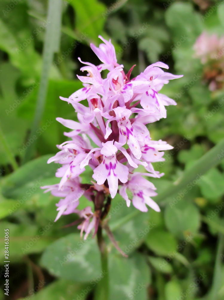 Orchis militaire (Orchis militaris) fleurissant dans une prairie verdoyante. Orchis militaire (Orchis militaris) fleurissant dans une prairie verdoyante.