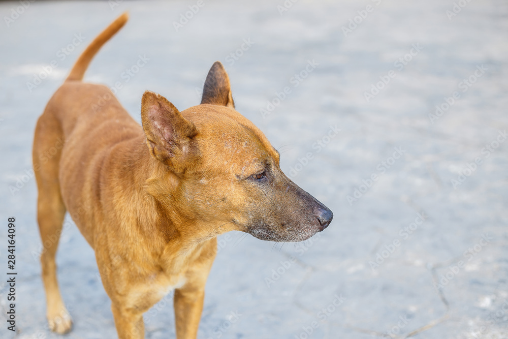 A stray dog looking something and stand on the asphalt street. A stray dog looking something and stand on the asphalt street.