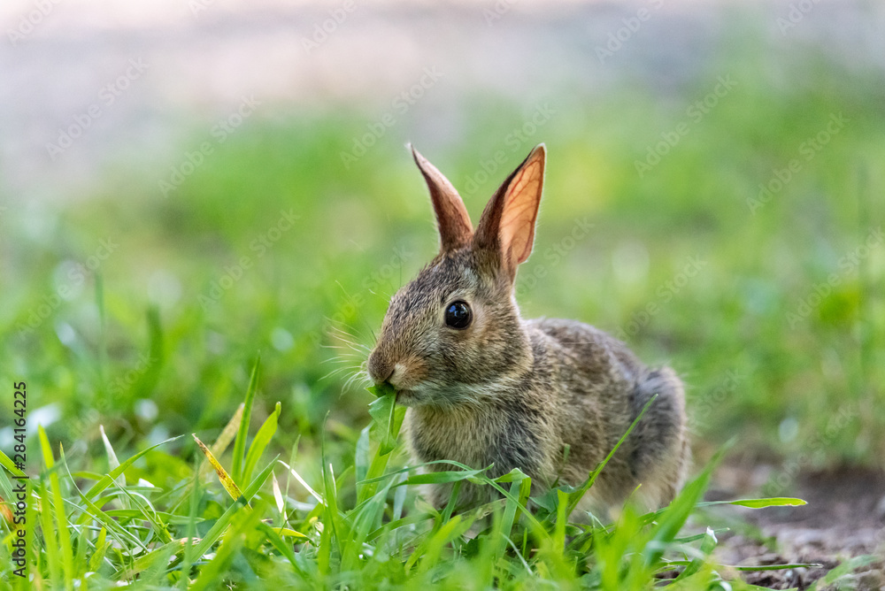 Fototapeta premium Rabbit Eating Grass