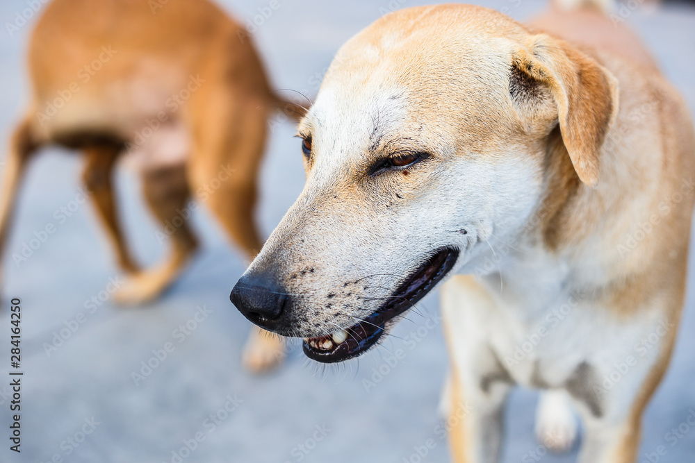 A stray dog looking something and stand on the asphalt street. A stray dog looking something and stand on the asphalt street.
