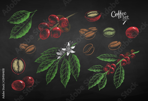 Vector chalk drawn set of coffee berries
