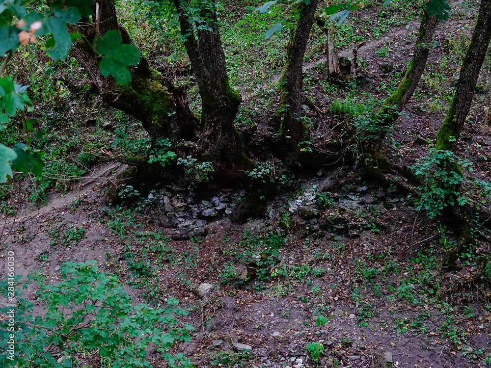 Fototapeta premium trees in forest