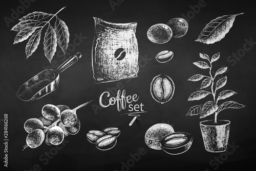 Illustrations of coffee beans and berries