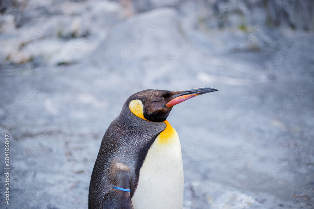Fototapeta premium A king penguin in Asahiyama zoo, Asahikawa, Hokkaido, Japan.