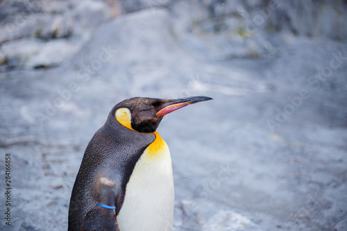 A king penguin in Asahiyama zoo  Asahikawa  Hokkaido  Japan.