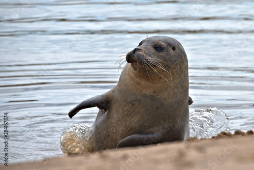 Harbor seal , Common Seal , Phoca vitulina