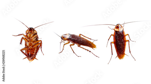 Set of cockroaches thailand isolated on white background. Top view, Bottom view and Side view of cockroaches.