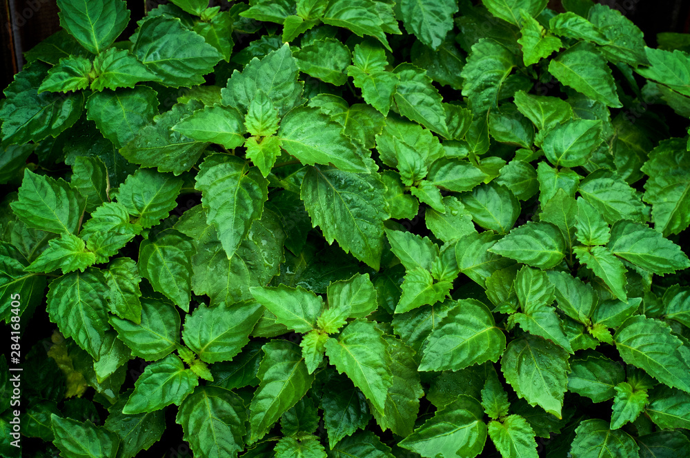 Close up of living vibrant green Pogostemon cablin patchouli plant eaves wet from rain or dew, medicinal plant used in aromatherapy. Close up of living vibrant green Pogostemon cablin patchouli plant eaves wet from rain or dew, medicinal plant used in aromatherapy.