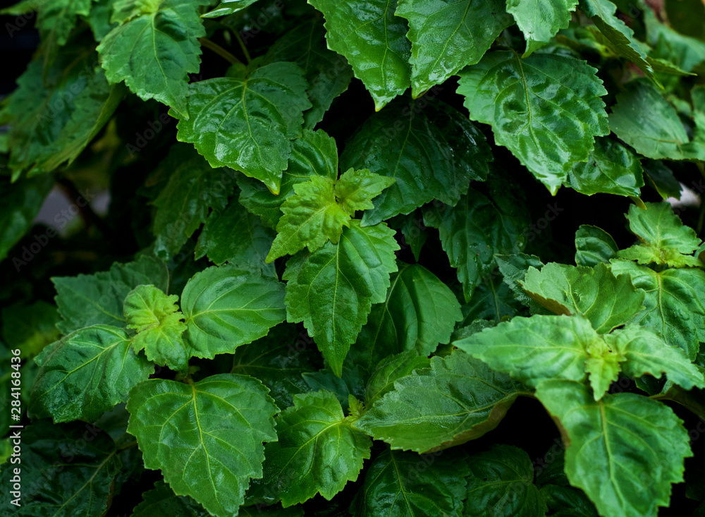 Lush vibrant green Pogostemon cablin patchouli plant eaves wet from rain or dew up close, medicinal plant used in aromatherapy. Lush vibrant green Pogostemon cablin patchouli plant eaves wet from rain or dew up close, medicinal plant used in aromatherapy.