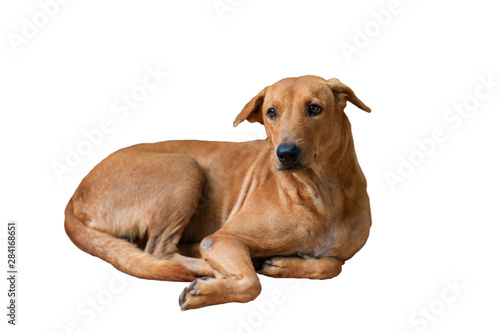 Isolated brown dog lays down on the floor on white background