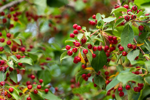 Fruits on a background of green foliage. Harvest apple trees. August.