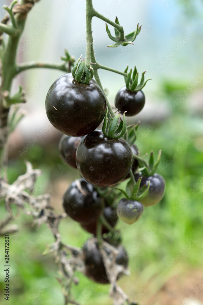 The Black Tomato, Indigo Rose, Ripening on a Vine in a Greenhouse The Black Tomato, Indigo Rose, Ripening on a Vine in a Greenhouse