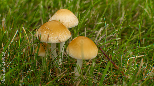 Three Whimsical Mushrooms in Grass