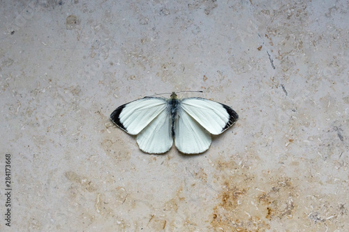 tote Schmetterlinge auf Solnhofer Schiefer photo