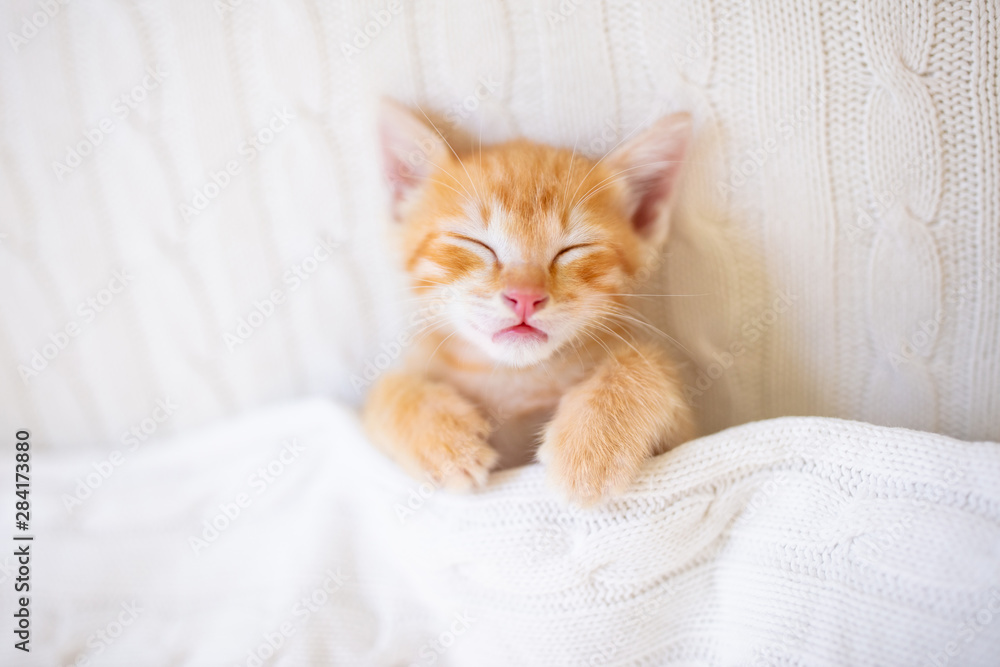 Baby cat. Ginger kitten sleeping under blanket Baby cat. Ginger kitten sleeping under blanket