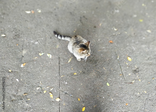 blurred portrait of a cat on the pavement