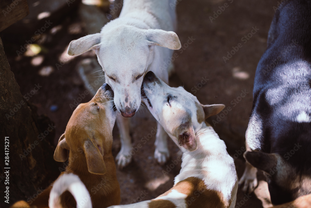 Stray dogs, life waiting for food. Abandoned homeless stray dogs is lying in the street. Little sad abandoned dogs on footpath. Stray dogs, life waiting for food. Abandoned homeless stray dogs is lying in the street. Little sad abandoned dogs on footpath.