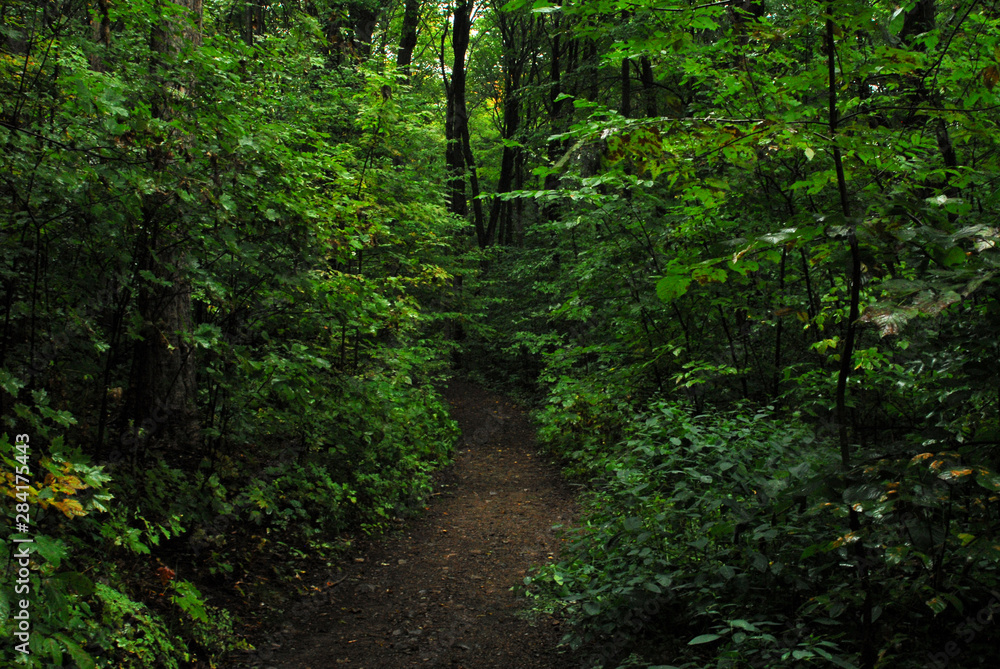 path in the forest path in the forest