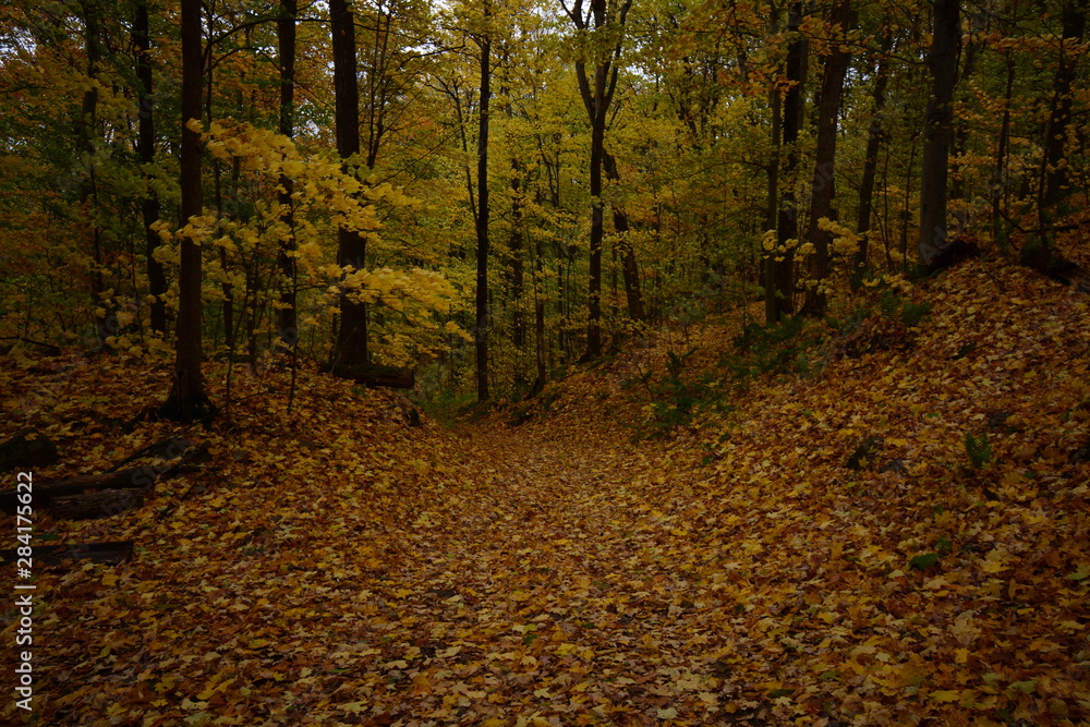 Naklejka premium autumn in the forest