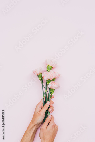 five pink carnation flowers over pink background