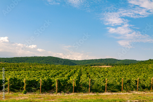 Extra wide panoramic shot of a summer vineyard shot at sunset.