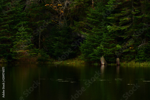 forest in fog