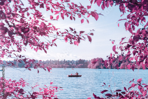 Father and son in rowboat among purple trees photo